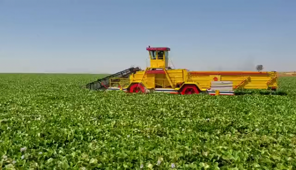 埃塞俄比亞水葫蘆打撈船現場視頻